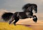 Рожденные в год Лошади – описание и совместимость Лошадь восточный знак женщина девушка